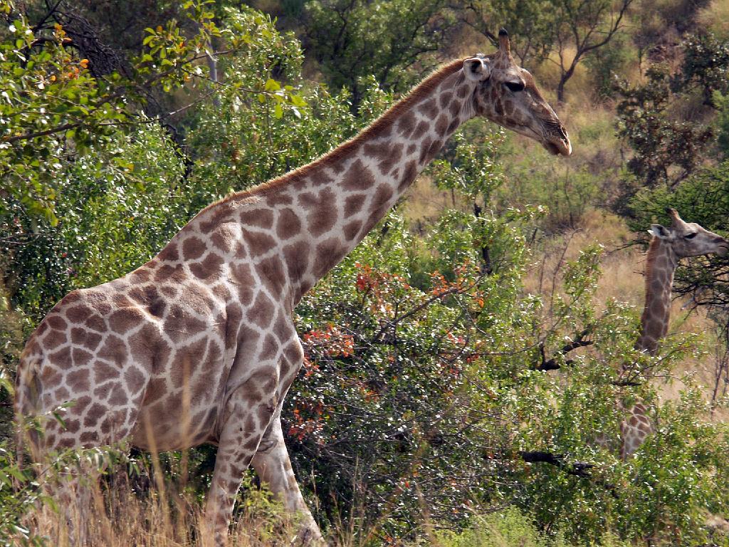 090516_Pilanesberg 121.jpg
